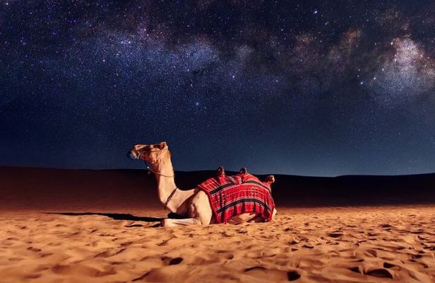 Half Day Night and Morning Desert Safari Camel and Sand Boarding