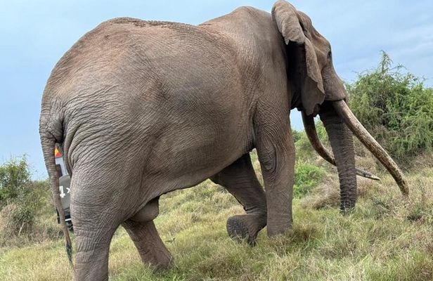 3 Days Masai Mara Group Budget safari in 4x4 Jeep Daily Tour