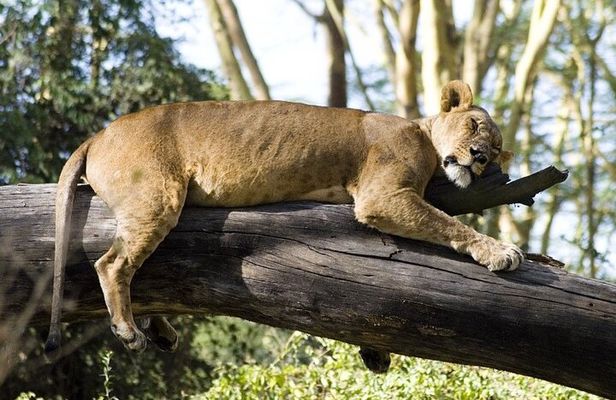 4 Days Masai Mara & Lake Nakuru Budget Group Safari in a 4x4 Jeep