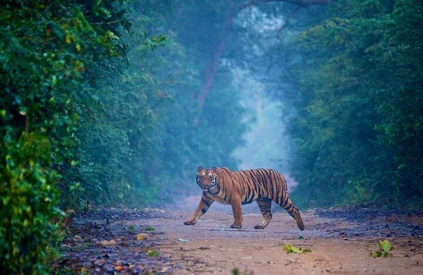 Wild Encounters: Same-Day Safari to Sariska & Jhalana from Delhi