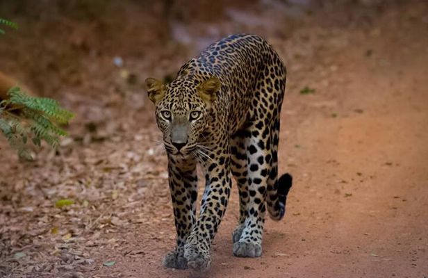 All inclusive leopard safari Wilpattu with guide