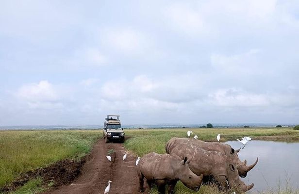 National Park Half-Day Group Tour in Nairobi with Pickup