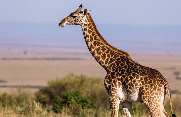 Gambia to Senegal Tour with Ferry Crossing and Safari Park