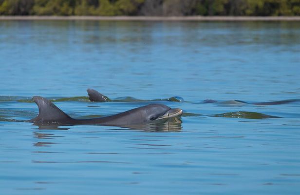 Private Dolphin and Nature Tour of Hilton Head