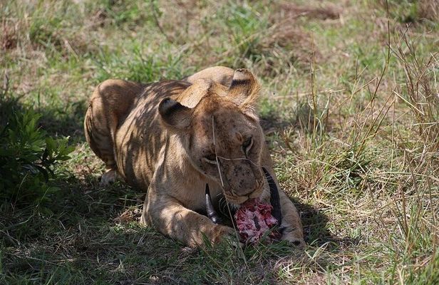 Maasai Mara Daytrip from Nairobi and Naivasha 