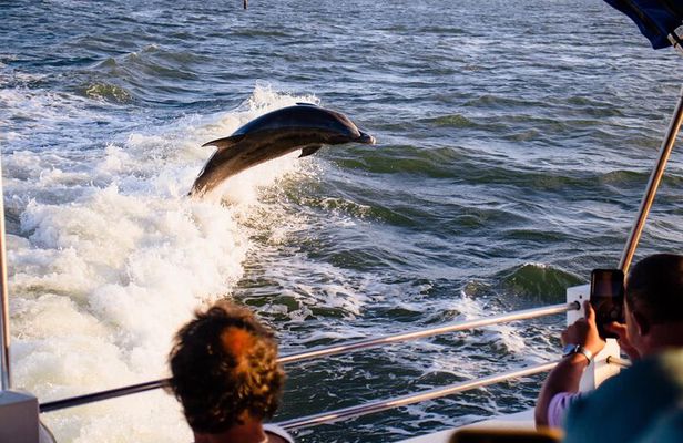 Dolphin Wildlife Cruise Fort Myers Beach