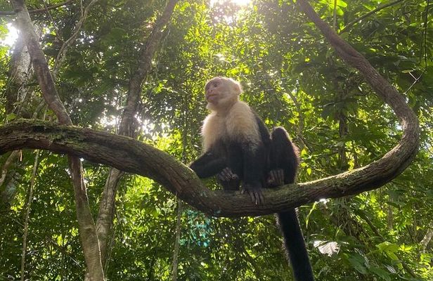 Crocodiles and Monkeys Tour to the Coast