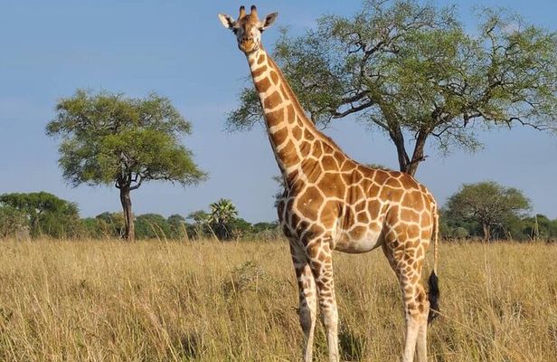 3 Day Murchison Falls Safari with Accommodation