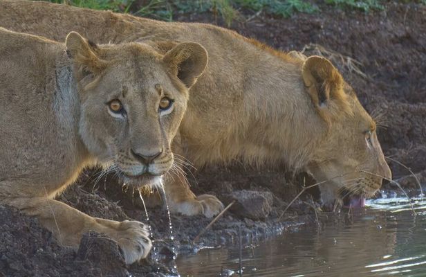 Half day Nairobi National Park Guided 4x4 Safari with Free Pickup