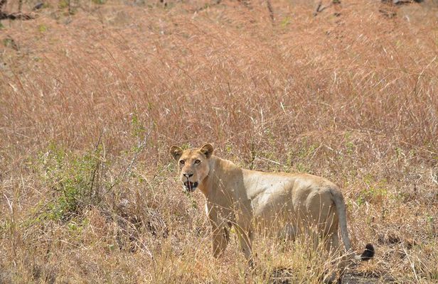 2 Days -1 Night - Safari to Mikumi National Park from Zanzibar