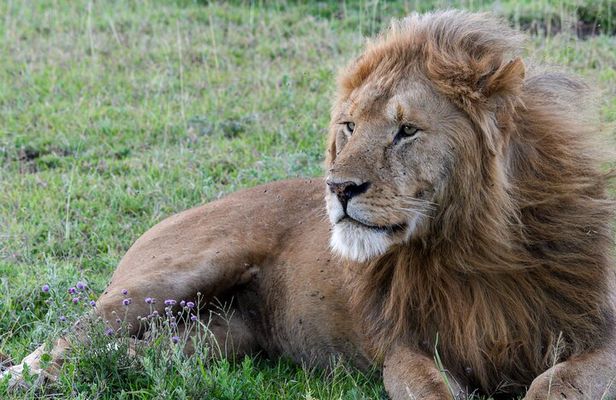 6 Days Tanzania Big Five Safari