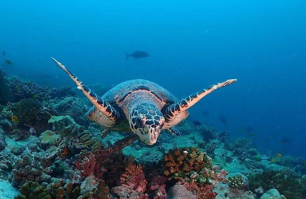 Monkey Tour; Salaam Cave; Paje Beach; The Rock; Kuza Cave Tour