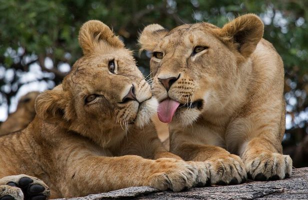 Nairobi National Park, Elephant Orphanage and Giraffe Centre
