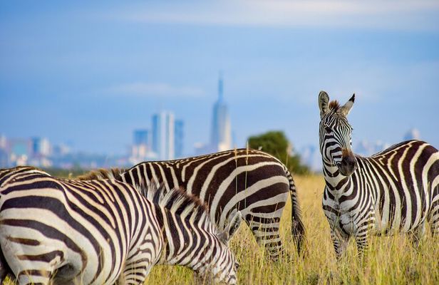Early Morning Group Joining Safari To Nairobi National Park