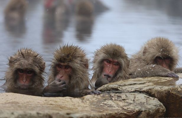 Snow Monkey Park Private Tour from Tokyo with licensed guide