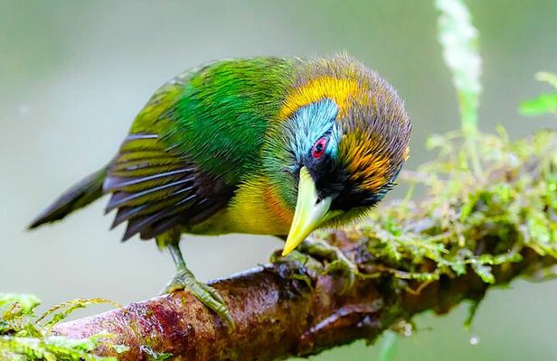 Cali: Birding | Birds of the Cali River - Bird Watching
