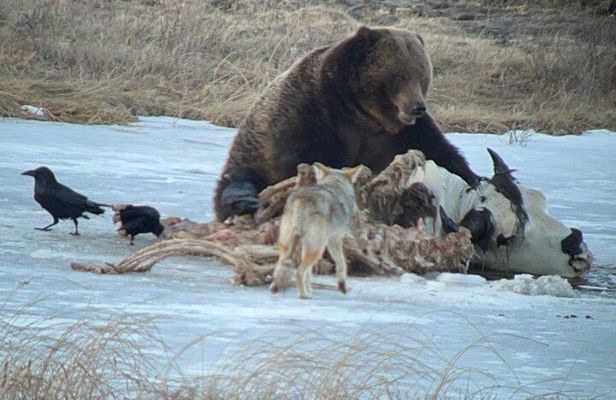 Yellowstone Winter Wildlife with Snowshoeing VIP Experience