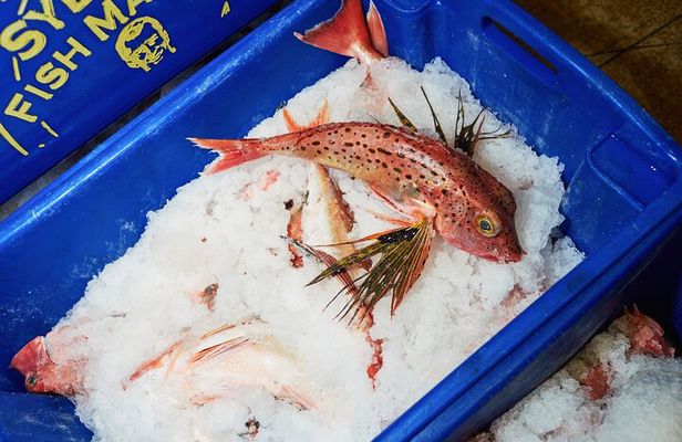 Sydney Fish Market Behind the Scenes Tour