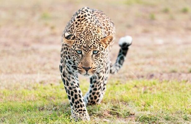 2-Day Safari from Zanzibar to Serengeti & Ngorongoro