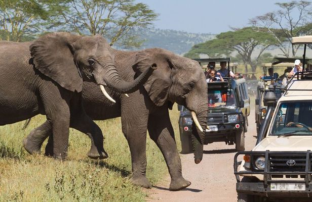 3 Days and 2 Night Maasai Mara Group Safari Tour