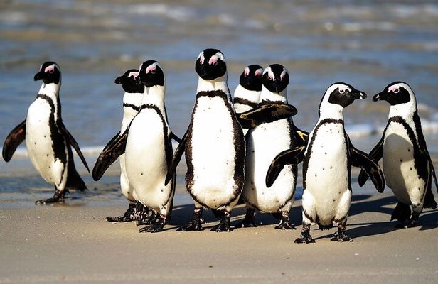 Private Tour: Table Mountain and Penguins visit