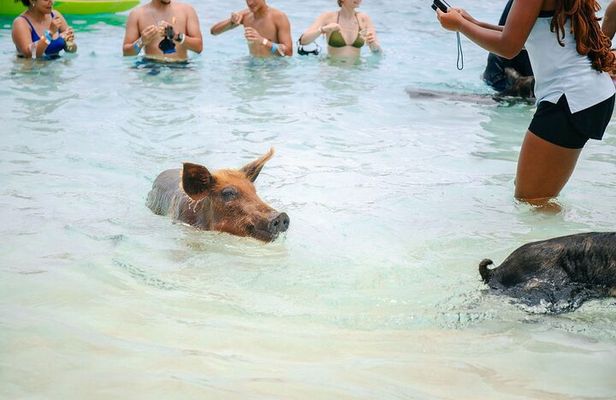 Swimming Pigs Of Rose Island & Beach Day - Group Tour