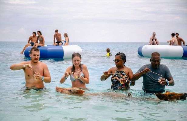 Swimming Pigs Of Rose Island Express Water Taxi Nassau Bahamas