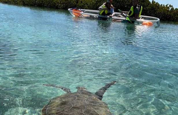 Clear Kayak Eco Tour Explore Mangroves and Meet the Turtles