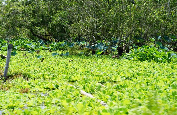 Culture and Wildlife Discovery Explore Chau Doc Tra Su Forest