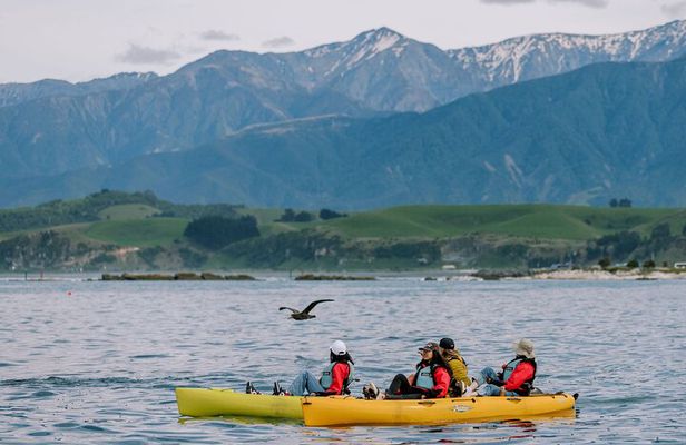 Private Seal Kayaking and Wildlife Tour in Kaikoura