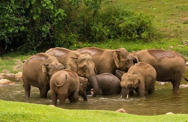 Wild Life Anakulam Jeep Safari