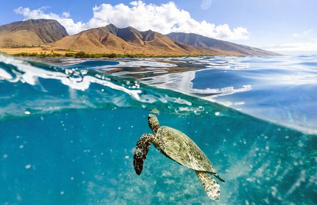 Turtles & Tacos Luxury Catamaran Snorkel