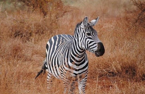 Full Day Safari Tour at Tsavo East National Park from Mombasa