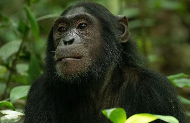 3 Days 2 Nights Kibale Chimpanzee Trekking