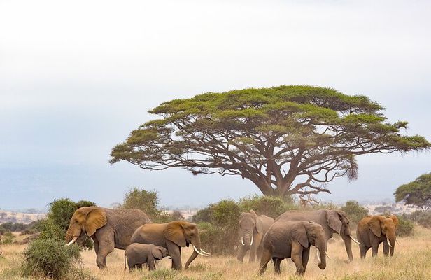Day Tour to Amboseli National Park