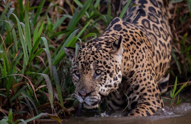 7 Days Manu National Park Adventure