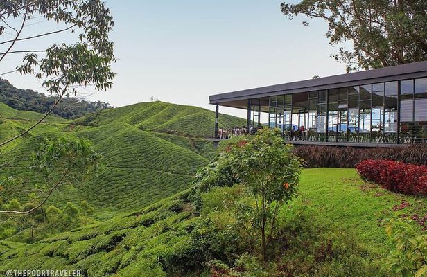 Cameron Highland Private Day Tour From Ipoh