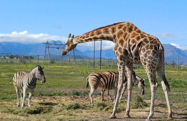 Cheetah Outreach, Giraffe Encounter, and Wine Tasting Experience