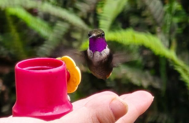 Full-Day Private Cloud Forest Hummingbird Feeders &Quito Old Town