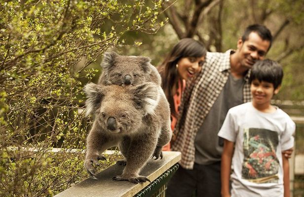 Phillip Island Tour - Koala's, Wallabies & Little Penguins.