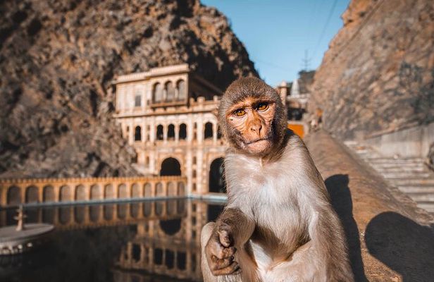 From Delhi: Jaipur city Tour with Monkey Temple by Car