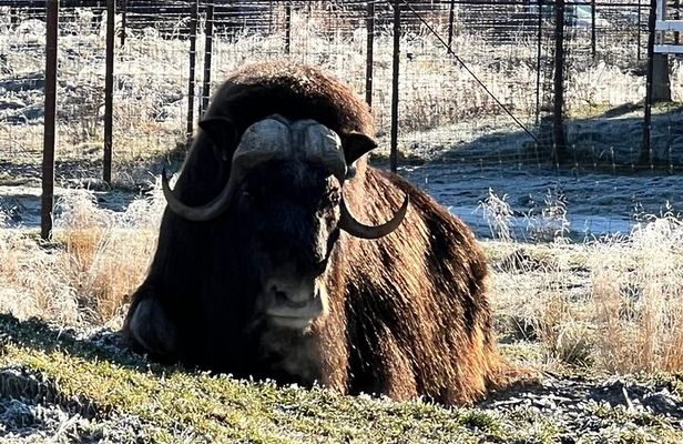 A Guided Alaskan Escape: Wildlife Sanctuary and Glacier Hiking