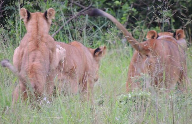 7 Days Midrange Safari with Big 5 and Primates 