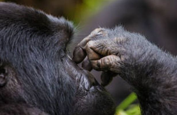 3 Days Gorilla Trekking Bwindi Forest and Uganda Tour