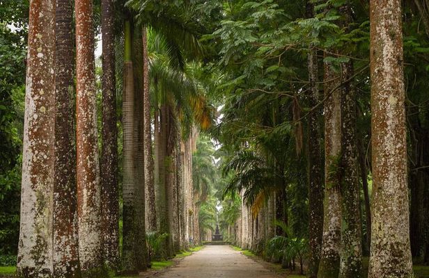 Botanical Garden and Tijuca Forest: Nature in Rio de Janeiro