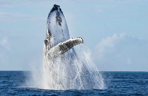 Humpback Whale Watching Private Tour Lead by Marine Biologist
