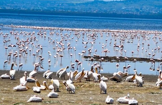 2-Day Tour in Lake Nakuru, Hell's Gate and Lake Naivasha