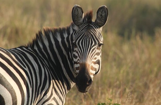 2 Days Tarangire and Ngorongoro Mid-Range Group Safari