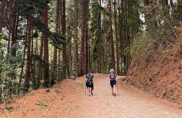 Private Tour with Guide in Salento and Cocora Valley with Lunch