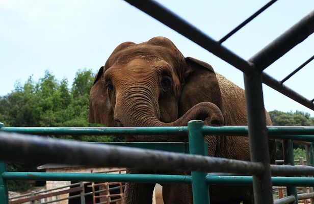 From Delhi: 1-day trip Mathura with Elephant conservation